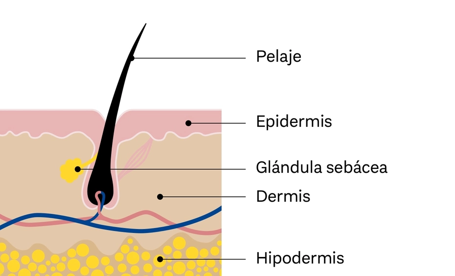 Diagrama que ilustra las capas de la piel y un folículo piloso. Se identifican cinco elementos: pelaje, epidermis, glándula sebácea, dermis y hipodermis, cada uno etiquetado claramente para facilitar su comprensión.