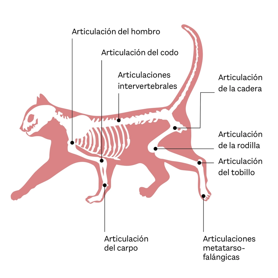 Diagrama de un gato con su esqueleto visible, señalando las articulaciones clave: del hombro, codo, intervertebrales, cadera, rodilla, tobillo, carpo y metatarso-falangicas.